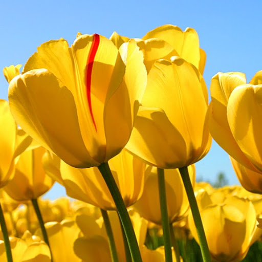 Sylvia Lopez Photo 52