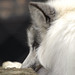 Frederick Fox Photo 12