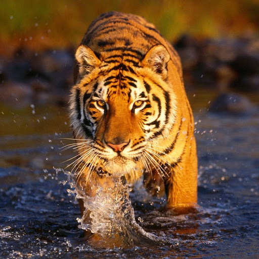 Stewart Alexander Photo 43