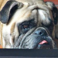 Roger Downey Photo 18