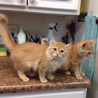 Debbie Norton Photo 7