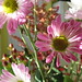 Marguerite Rose Photo 23