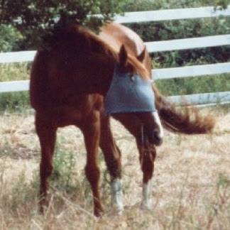 Alison Cook Photo 10