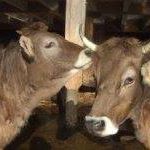 Paul Steiner Photo 15 Paul Steiner Photo 15