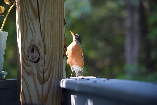Robin Switzer Photo 5