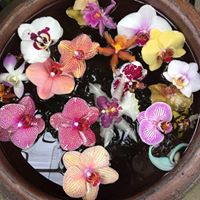 Kristin Macdonald Photo 22