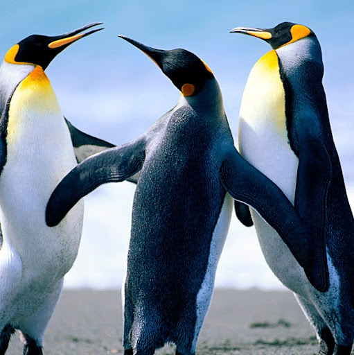 Maurice Cooper Photo 15