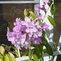 Margaret Phipps Photo 15