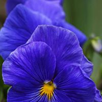 Cheryl Tracey Photo 13