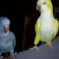 Allen Sharp Photo 28