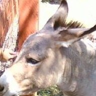 Ronnie Gilmore Photo 32