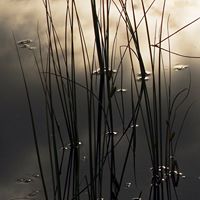 Amanda Johansen Photo 35