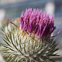 Julie Mccollum Photo 11