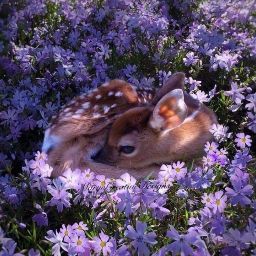 Connie Erickson Photo 17