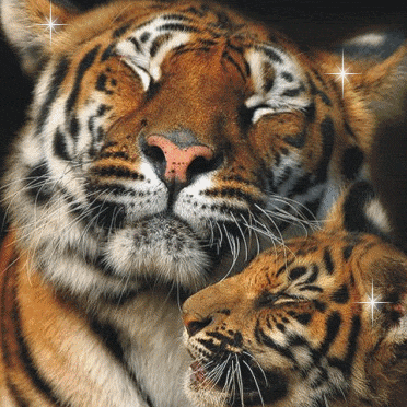 Patricia Conner Photo 36