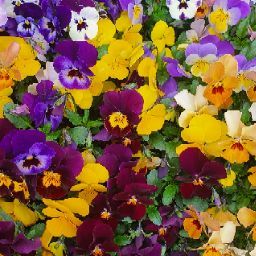 Sandra Israel Photo 16