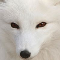 Harry Fox Photo 19