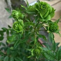 Kristie Lewis Photo 14