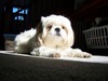 Shirley Wang Photo 28