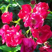 Julie Fredette Photo 8