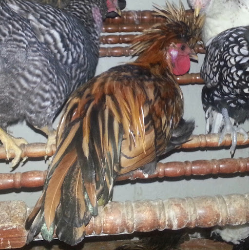 Joseph Phillips Photo 27