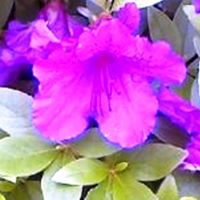 Laurel Cohen Photo 27