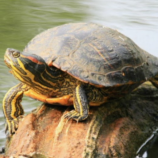 Samuel Phillips Photo 51