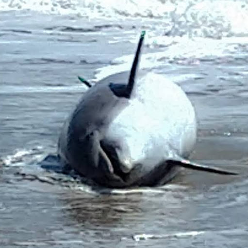 Robert Lutz Photo 46