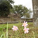 Cecil Burton Photo 12