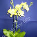 Thai Diep Photo 17