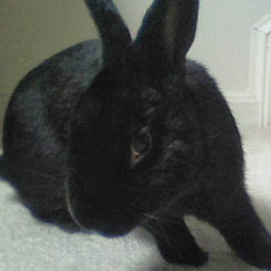 Stephanie Mcmullen Photo 18