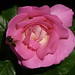 Rose Richards Photo 8