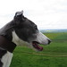 Jessie Call Photo 16