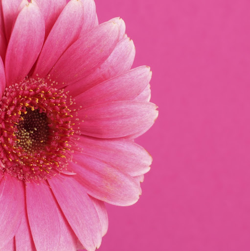 Cheryl Nolan Photo 32