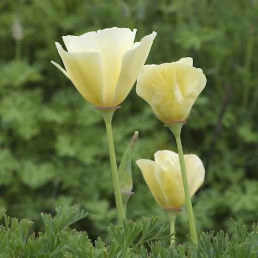 Amanda Swope Photo 5