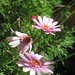 Marie Brewer Photo 23