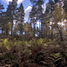 Heather Abernethy Photo 9