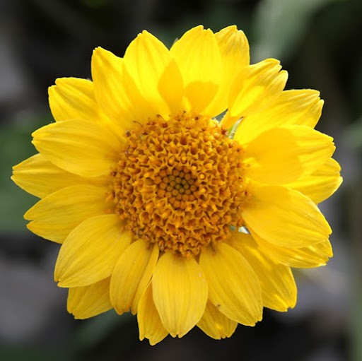 Crystal Devine Photo 6