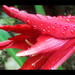 Rocio Rojo Photo 16