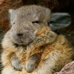 Victoria Van Photo 35