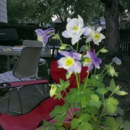 Janice Wilkins Photo 25