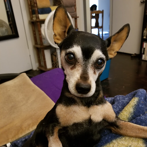 Tamara Collins Photo 18