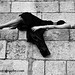 Lisa Nolan Photo 18