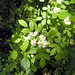 Allison Flowers Photo 10