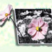 Cynthia Bee Photo 30