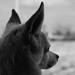 Billy Mchenry Photo 15