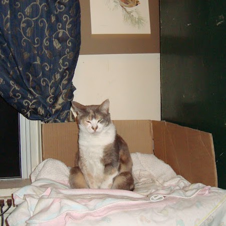 Carol Mcmahon Photo 26