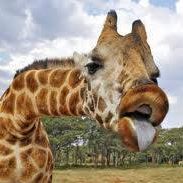 Herbert Simpson Photo 9