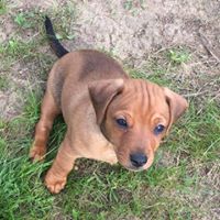 Susan Staley Photo 22