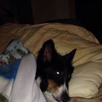 Carol Howell Photo 7